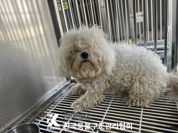 보호중 비숑 프리제…